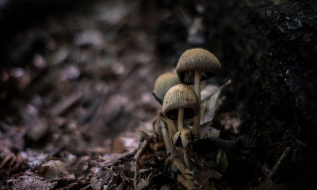 CNN: Luke Perry’s daughter says he was buried in a biodegradable mushroom suit