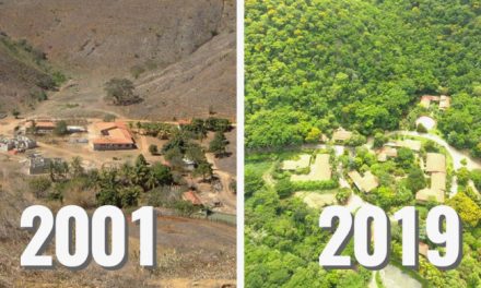 Couple Spends 20 Years Planting an Entire Forest and Animals Have Returned