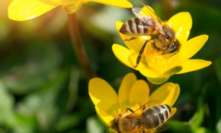 EPA Curbs Use of 12 Bee-Harming Pesticides