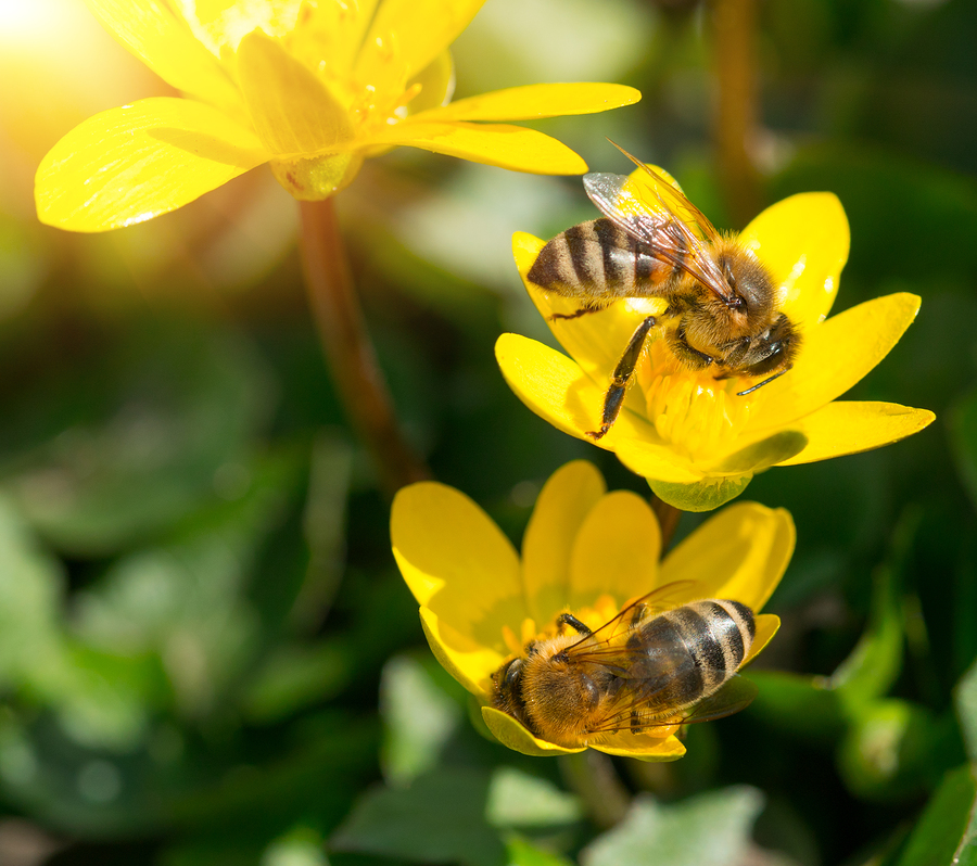 EPA Curbs Use of 12 Bee-Harming Pesticides