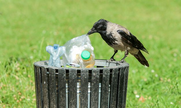 Photographer captures bird feeding cigarette butt to chick at Florida beach