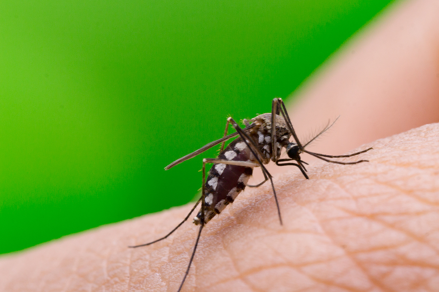How to Make a Homemade Mosquito Repellent That Works