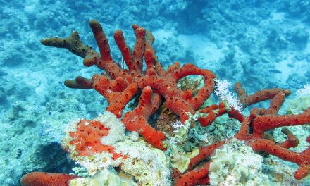 Harvard Scientists Make ‘Landmark’ Discovery in Synthesizing Anti-Cancer Molecules Found in Sea Sponges