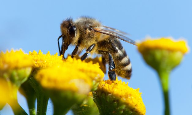 EPA OKs ‘Emergency’ Use of Bee-Killing Pesticide on 13.9 Million Acres