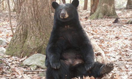 A friendly black bear was euthanized after it came to love people who fed it and took selfies