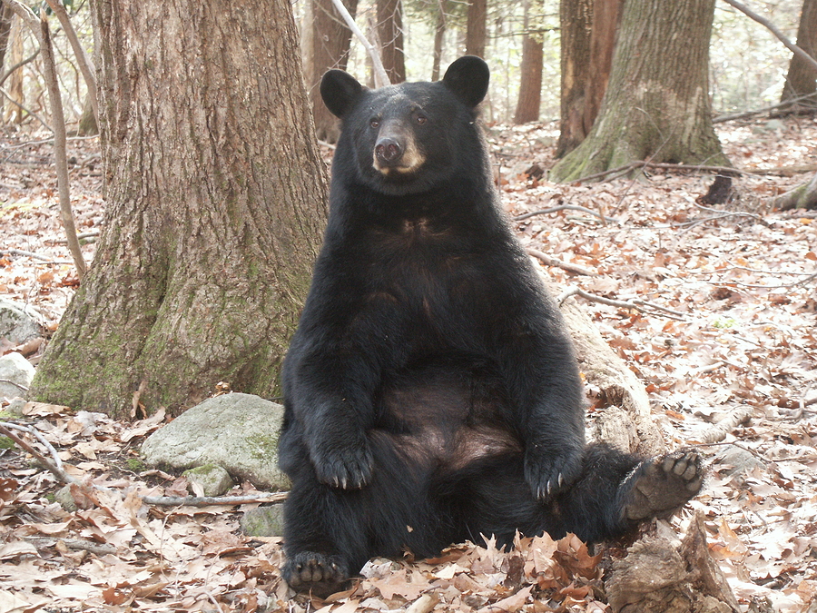 A friendly black bear was euthanized after it came to love people who fed it and took selfies