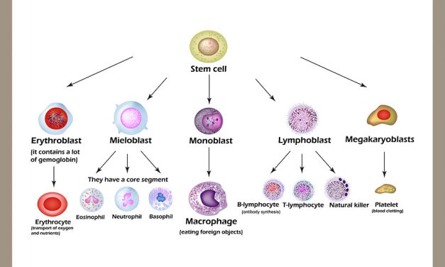 Fasting triggers stem cell regeneration and halts tumor progression