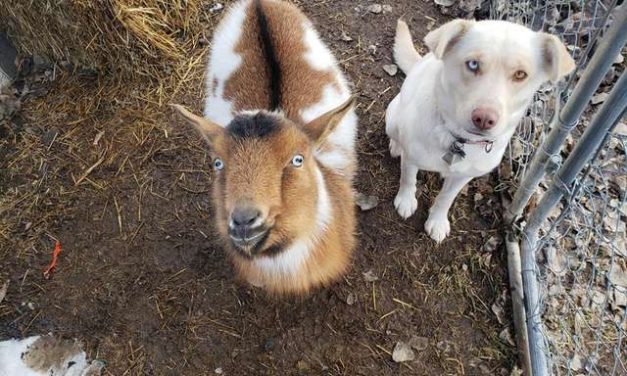 Man Finds His Missing Dog Running In Field — Then Notices He’s Not Alone