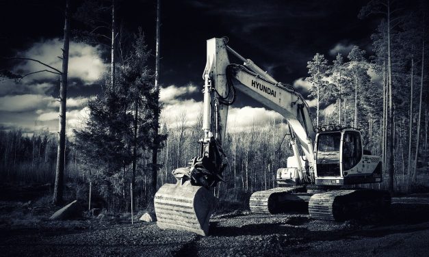Rare Florida Forest, Home to More Than 20 Protected Species, to Be Bulldozed for Walmart Development