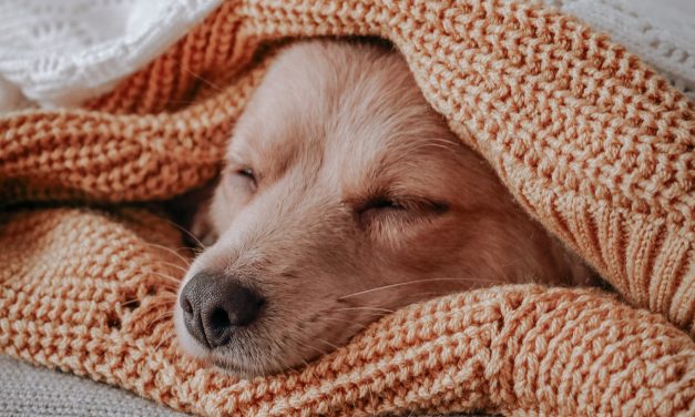 Puppy shares her blanket with a cold homeless dog