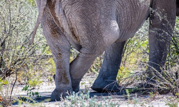 Abused elephant who cried tears of joy when rescued celebrates five years of freedom