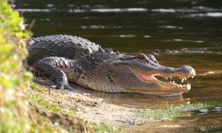 FOX: Tennessee police warn not to flush drugs down toilet for fear of creating ‘meth-gators’
