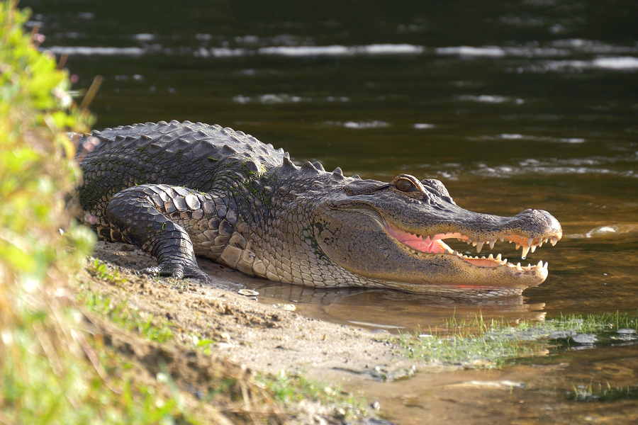 FOX: Tennessee police warn not to flush drugs down toilet for fear of creating ‘meth-gators’