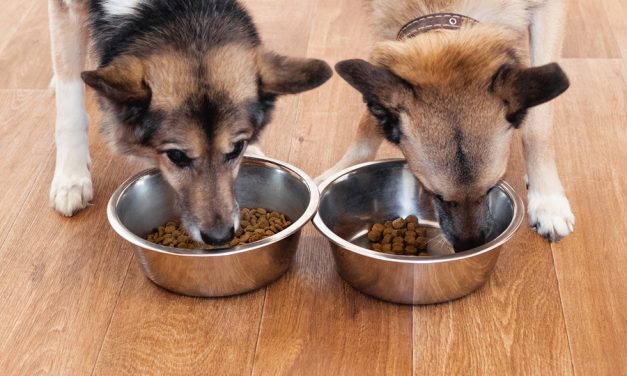 USA Today: Your dog may be at risk for developing heart disease based on their food, FDA says
