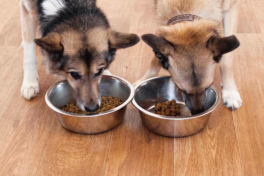 USA Today: Your dog may be at risk for developing heart disease based on their food, FDA says