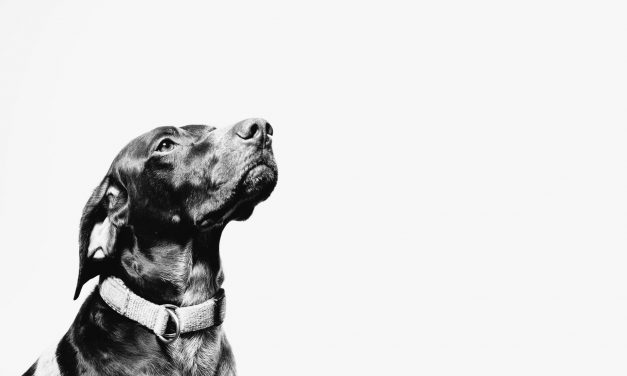 Animal shelter: Our pets ‘protect you from the Area 51 aliens’