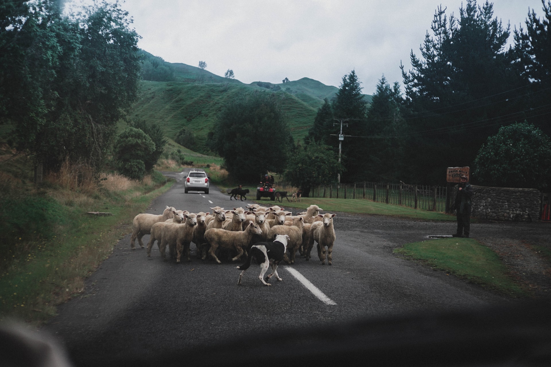 Loyal Sheepdog Tries To Hunt Down Truck Transporting His Flock To The Slaughterhouse