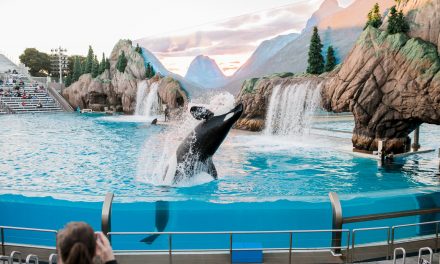Native American tribal members plan to sue aquarium for keeping veteran killer whale Lolita captive for 50 years