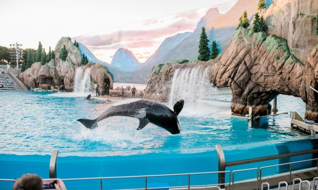 National Geographic: Seaworld trainers confess killer whales were drugged with valium and starved so much they had stomach ulcers and self-harmed