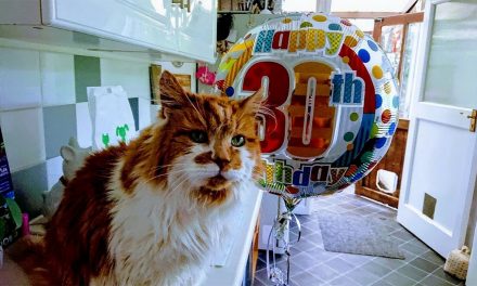 World’s Oldest Living Cat Celebrates His 30th Birthday
