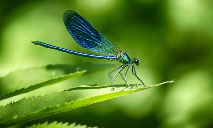 One Dragonfly Can Eat 100s Of Mosquitoes A Day: Keep These Plants In Your Yard To Attract Dragonflies