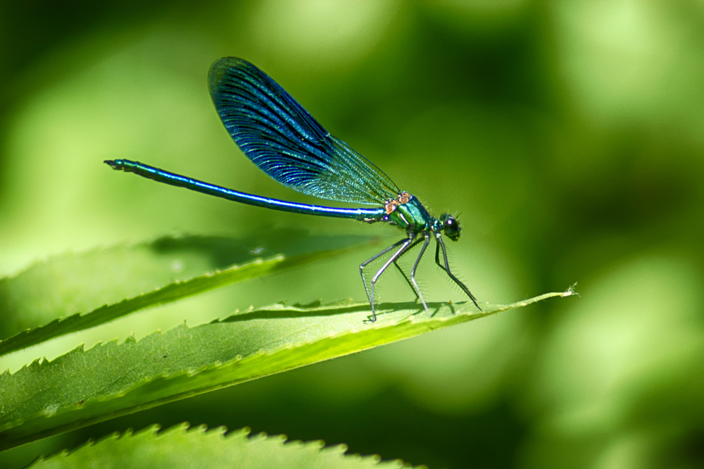 One Dragonfly Can Eat 100s Of Mosquitoes A Day: Keep These Plants In Your Yard To Attract Dragonflies