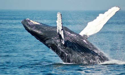 BBC: Iceland pilot whales: Dozens of dead mammals found beached