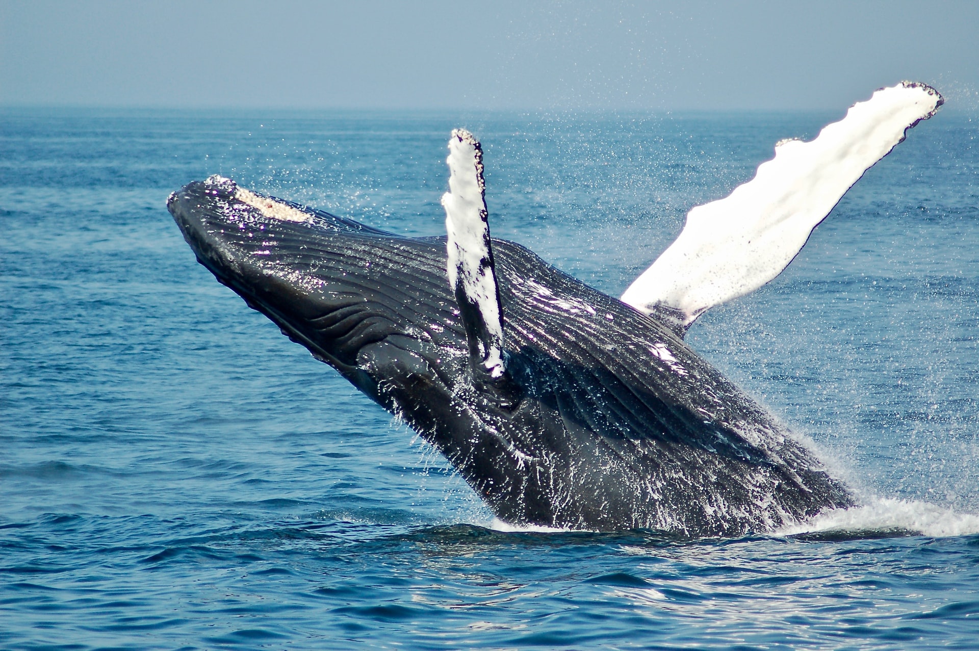 BBC: Iceland pilot whales: Dozens of dead mammals found beached