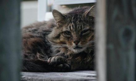 ‘I’m a cat lover’: 79-year-old woman sentenced to jail for feeding stray cats