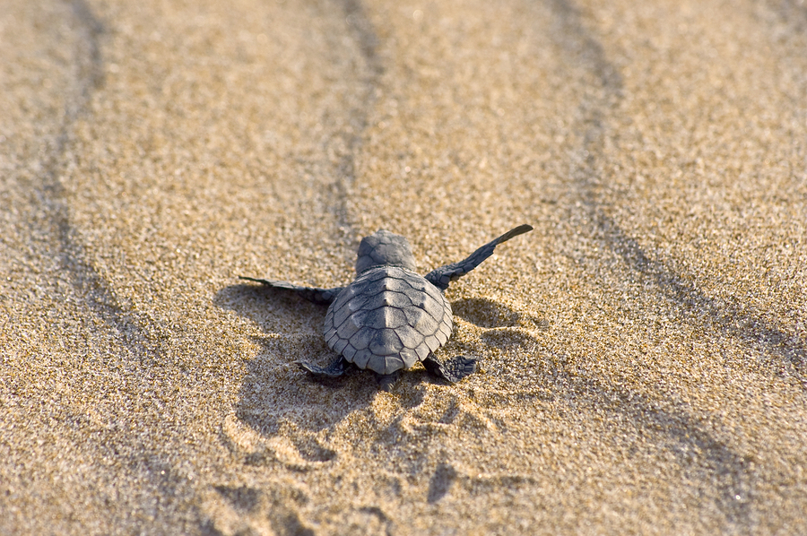 Hurricane Dorian could wash sea turtle nests out to sea amid promising nesting season