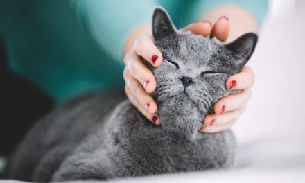 ‘Crazy cat ladies’ are not a thing, study finds