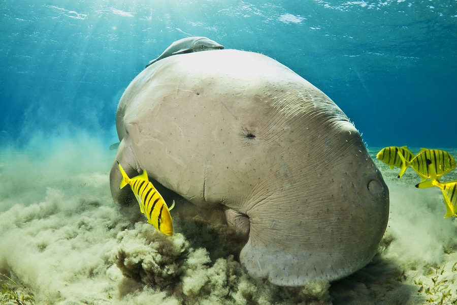 Thailand’s beloved dugong, named Mariam, found dead with plastic in her intestines