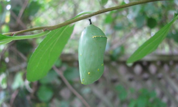 How One Man Repopulated a Rare Butterfly Species in His Backyard