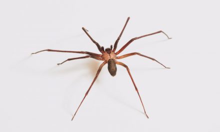 Missouri Woman’s Ear Discomfort Caused by Brown Recluse Spider