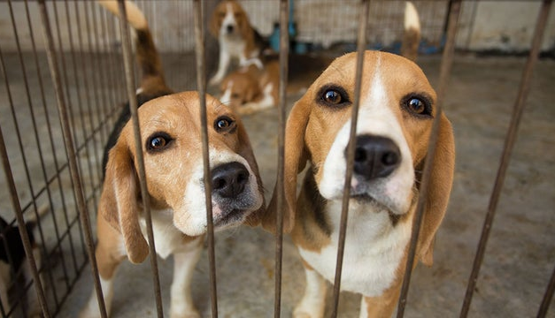 EPA Takes Major Step Toward Ending Animal Testing