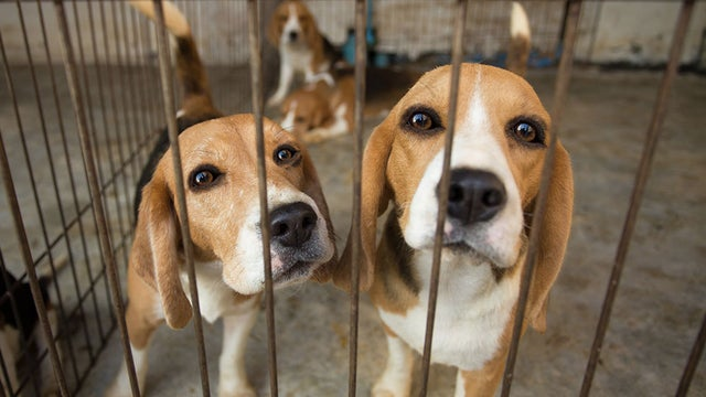 EPA Takes Major Step Toward Ending Animal Testing