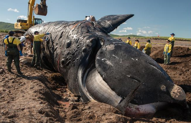 CNN: The North Atlantic right whale will soon be extinct unless