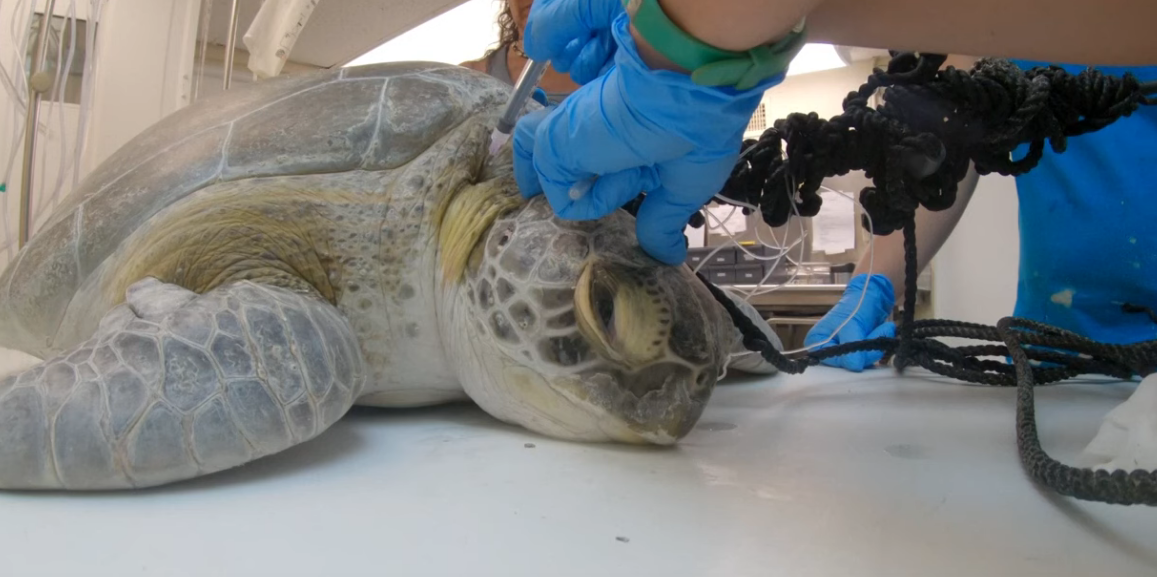 Cnn: Sea Turtles Have Been Targeted Multiple Times This Year In Florida 