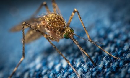 Genetically Modified Mosquitoes Yield Unintended Consequences, Yale Study Finds