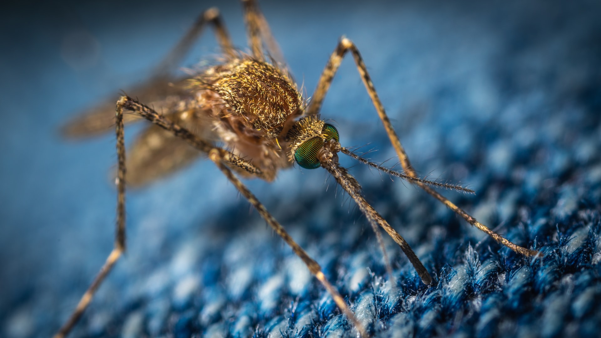 Genetically Modified Mosquitoes Yield Unintended Consequences, Yale Study Finds