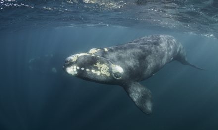 CNN: The North Atlantic right whale will soon be extinct unless something is done to save it, researchers warn
