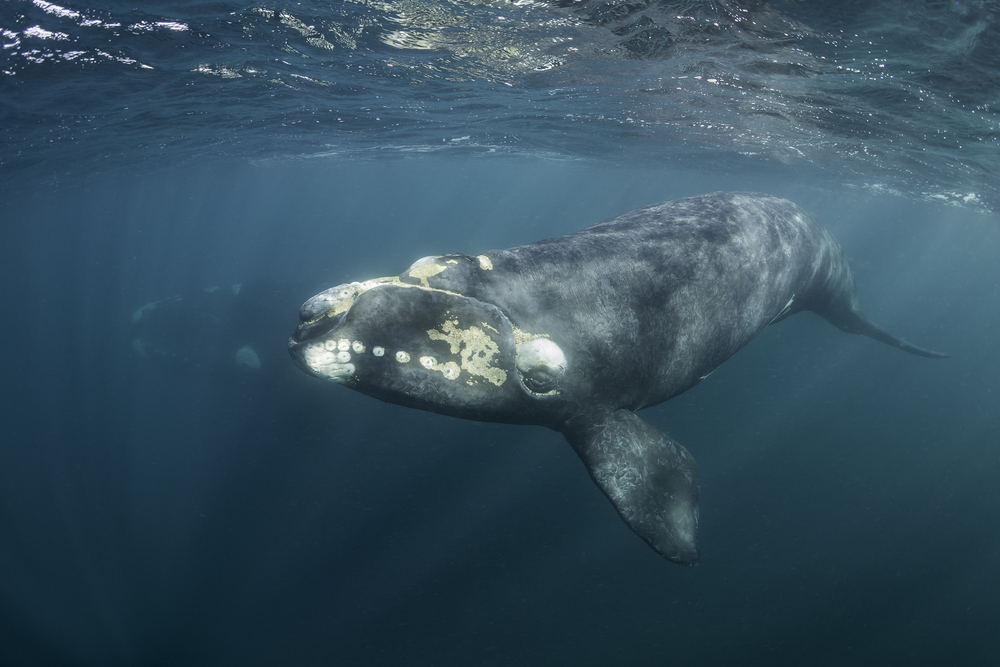 CNN: The North Atlantic right whale will soon be extinct unless something is done to save it, researchers warn