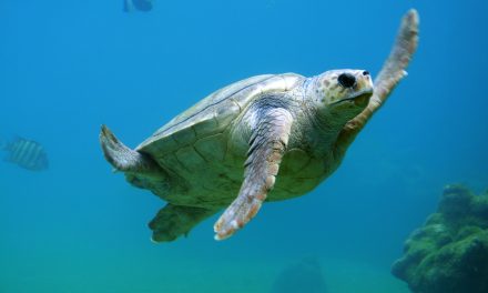 Man Buys Endangered Sea Turtles From A Food Market And Sets Them Free In The Ocean