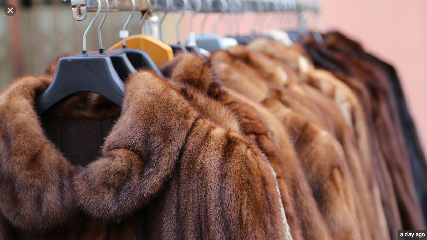 HuffPost: California Becomes First State To Ban The Sale Of Fur Products