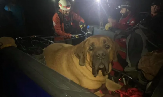 A Very Big Dog Named Floyd Had To Be Rescued On A Hike And The Photos Are Heartwarming