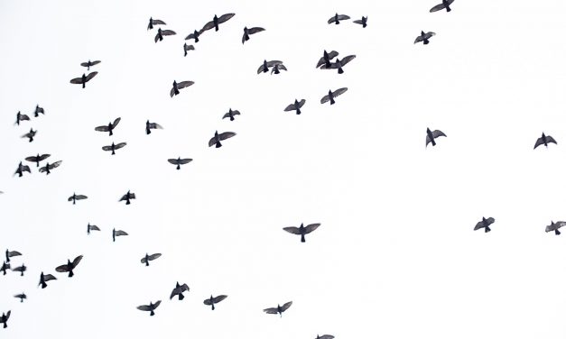 CBS: Hundreds of Birds Killed and Injured After Crashing into NASCAR Hall of Fame Building