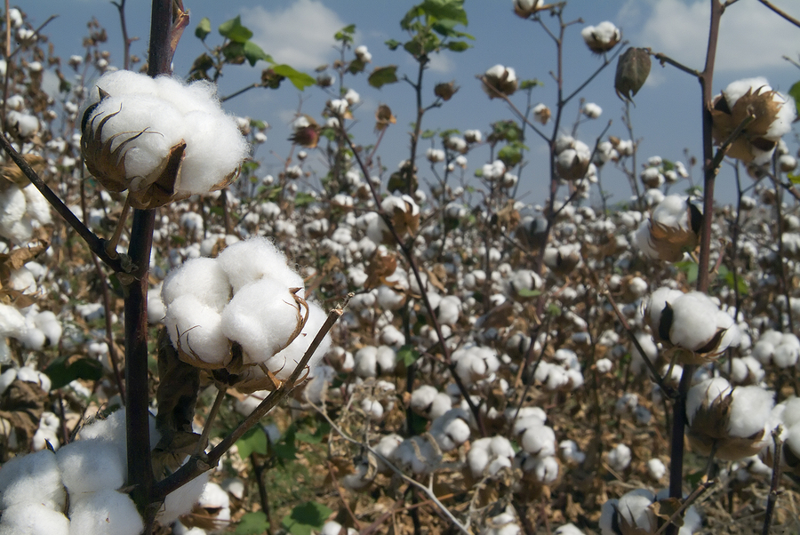 Poor and Malnourished People Targeted with New Genetically Modified Cottonseed