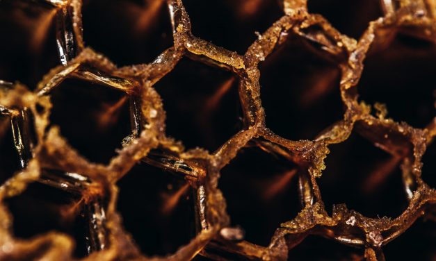 Bears Kept Stealing Honey From A Man’s Bee Farm, So He Turned Them Into Honey Tasters