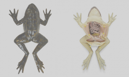ABC: Florida School First in World to Use Synthetic Frogs for Dissections