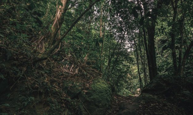 REUTERS: Illegal Loggers Murder Amazon Forest Guardian